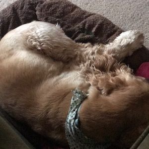 Meet your Posher, Grace